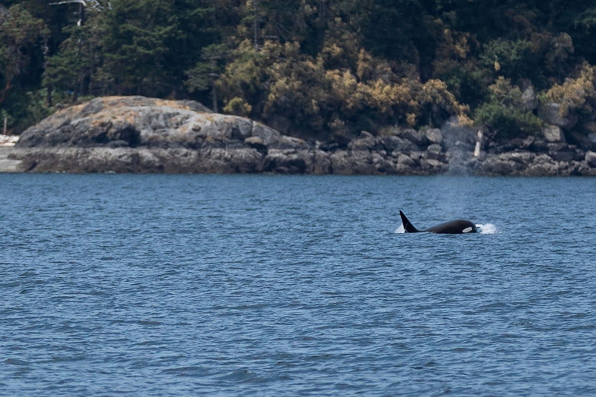 A killer whale member of the Bigg's orca T65B pod is seen in the Salish Sea near Eastsound, Washington (REUTERS)