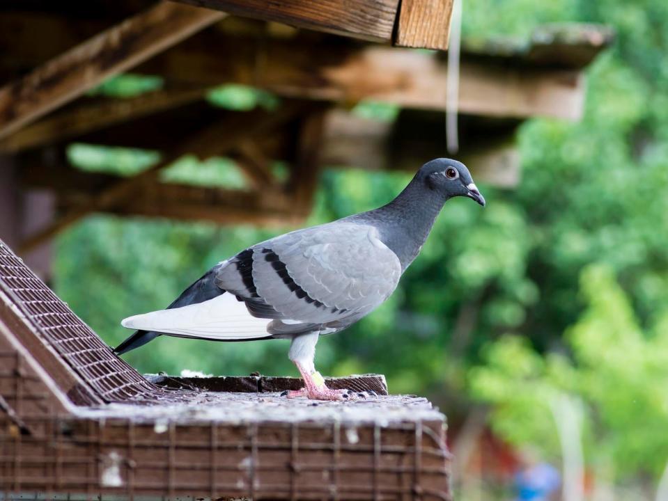 homing pigeon