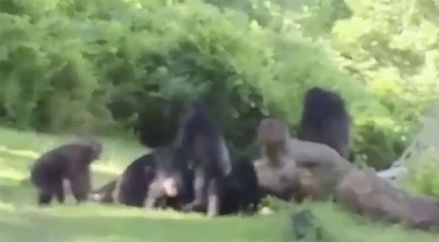 The animal reportedly fell out of a tree before being tackled. Source: Harry Miller via KWCH