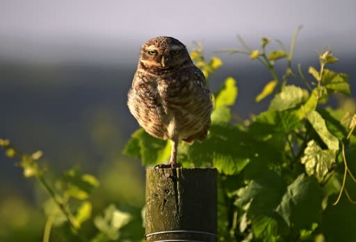 An owl is seen at the Familia Geisse vineyard in Brazil, where sparkling wine production could be threatened by a tread deal between the European Union and the Mercosur economic and political bloc