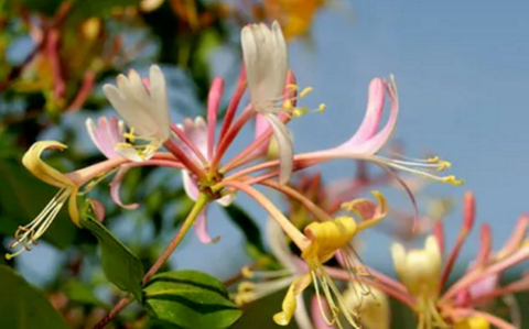 Planting honeysuckle can help attract insects
