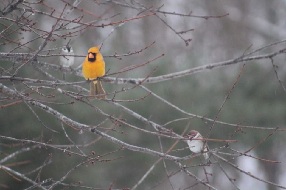 A rare yellow cardinal has been spotted in Illinois by Chelsea Curry and her husband. Curry said they first noticed the bird last year and he often spends all day in their backyard. / Credit: Chelsea Curry