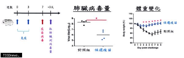 國衛院DNA疫苗動物試驗，顯示倉鼠在施打疫苗之後，通過呼吸感染病毒時，體重與活動力沒有受到太多影響。