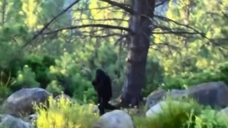 Bigfoot in a sunny forest