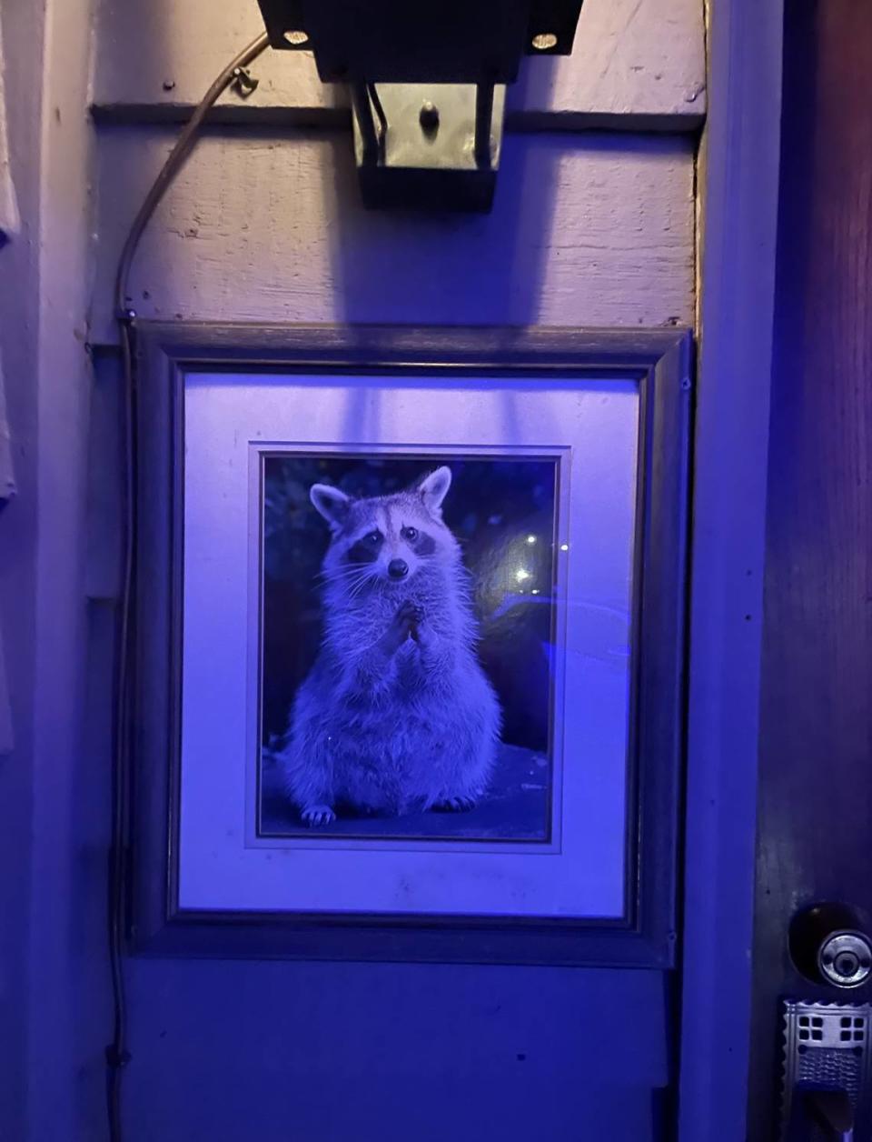 Joe’s Bar and Grill in North Myrtle Beach has become popular for more than feeding its humans. Diners are treated to a show as raccoons come to eat bread and leftovers offered by customers. March 29, 2024