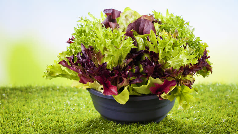 Batavia lettuce in a bowl