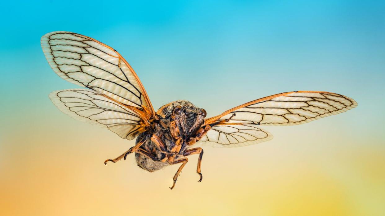 cicada in the flight, extreme close up shot of flying insect