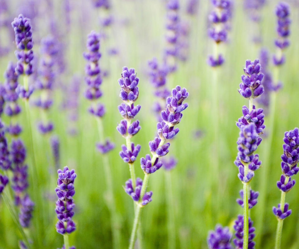 lavender Imperial Gem flowering in summer display