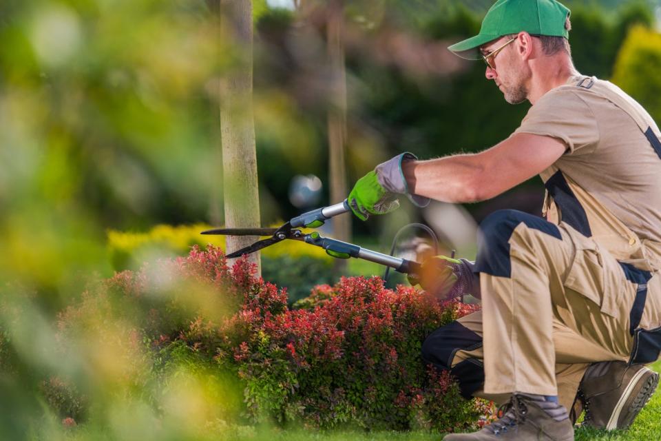 A man in beige overalls squats to prune shrubs with shears. 