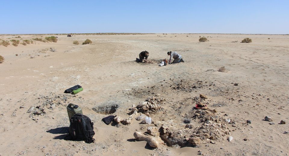 Palaeontologists in the background digging at a site at Lake Callabonna in arid South Australia. Bones can be seen in the foreground. 