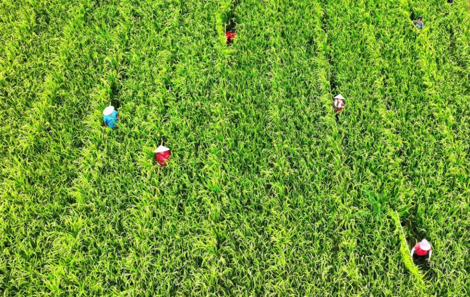 Farmers in straw hats walk along rows in a rice field 