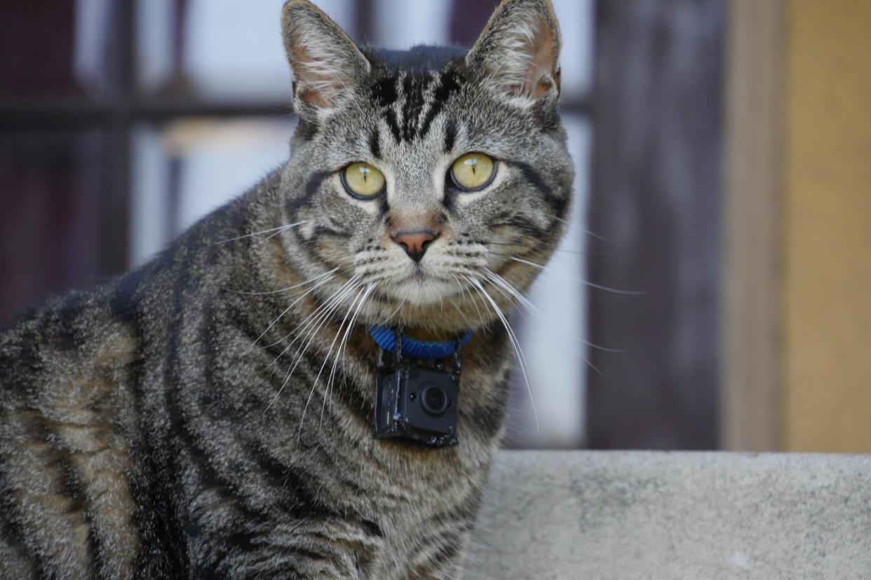 Mr. Kitters, cuyos videos con perspectiva felina son un éxito en línea. (Scott Irwin vía The New York Times)
