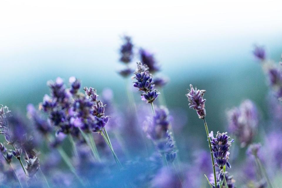 Flowering plant, Lavender, English lavender, Flower, Lavender, Purple, Violet, Plant, Lavandula dentata, Lilac, 