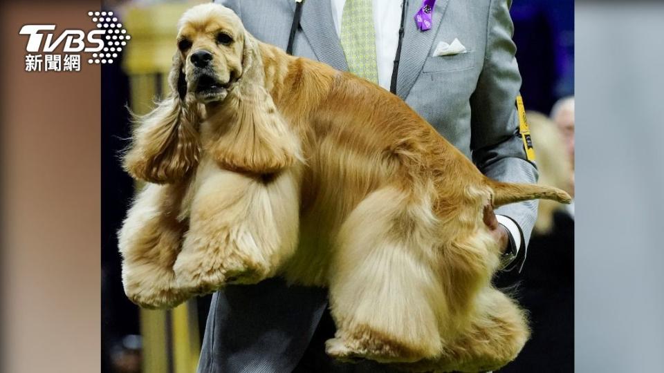 英國可卡犬（English Cocker Spaniel）「拉皮斯」（Lapis）。（圖／達志影像路透社）