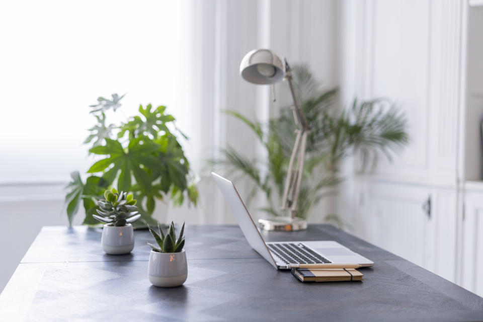 House plants could help improve focus. (Getty Images) 