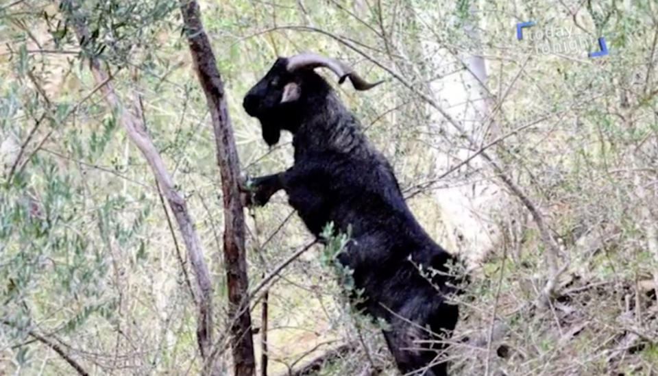 Feral goats have invaded Castambul near Adelaide in massive numbers and have even started stripping trees. Photo: Today Tonight