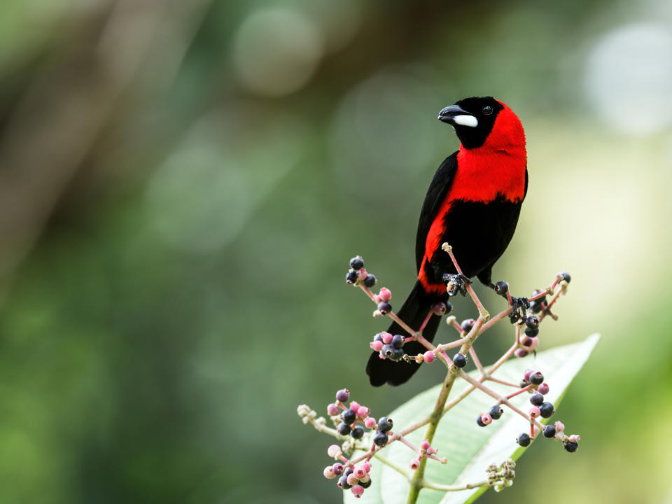 Una tángara enmascarada carmesí, Ramphocelus nigrogularis, en Ecuador. (Nick Athanas vía The New York Times)