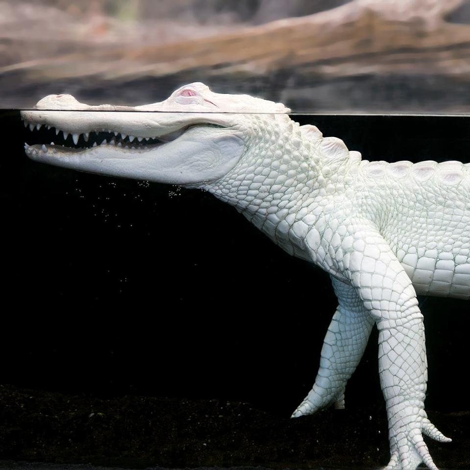 Luna, the albino alligator.