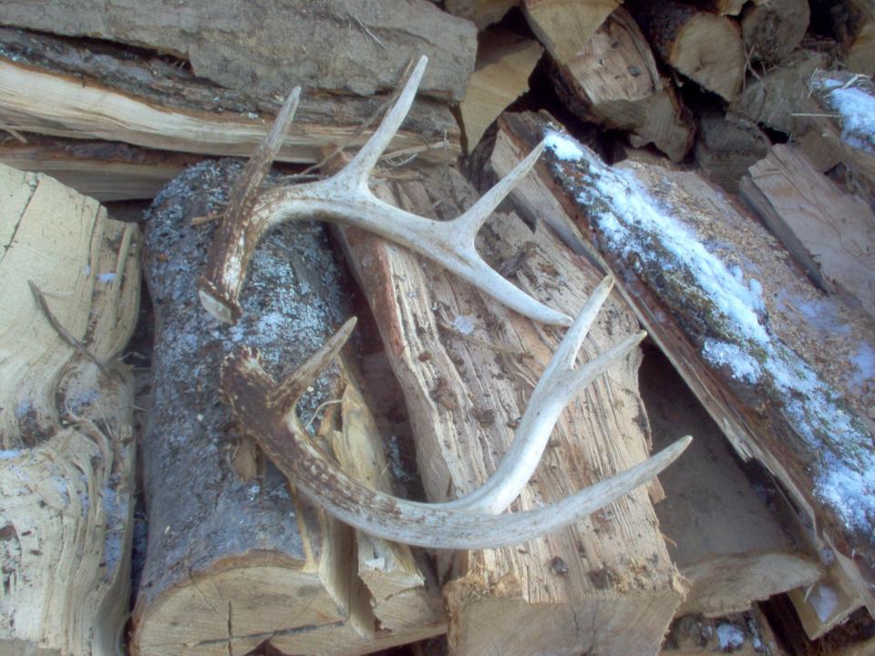 A pair of four-point sheds from an eight-point buck.