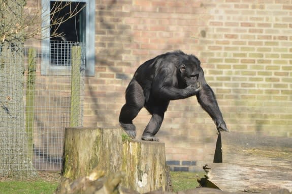 A chimp in its enclosure at the Whipsnade Zoo.