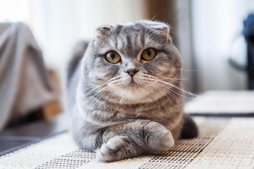 grey and white Scottish Fold cat laying on table