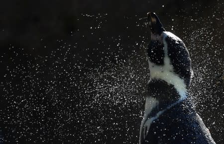 A Humbolt penguin shakes its head during the annual weigh-in at London Zoo, London