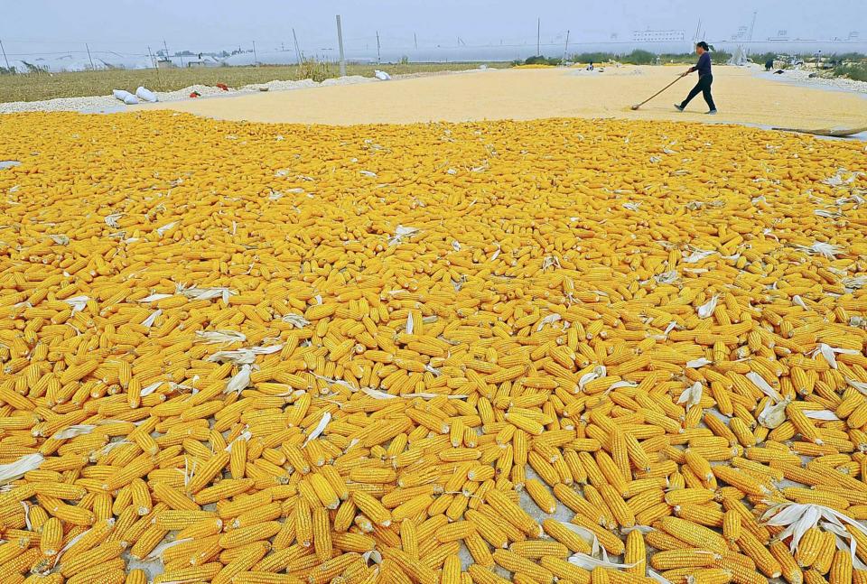 A farmer dries newly-harvested corn cobs near her field in Zhuliang village of Qingzhou, Shandong province September 27, 2013. China, the world's second-largest corn consumer, is likely to rely more on imports and lower its self-sufficiency ratio for the grain to 90 percent by 2020, an executive at the country's top corn trader said on Thursday. (REUTERS/China Daily)