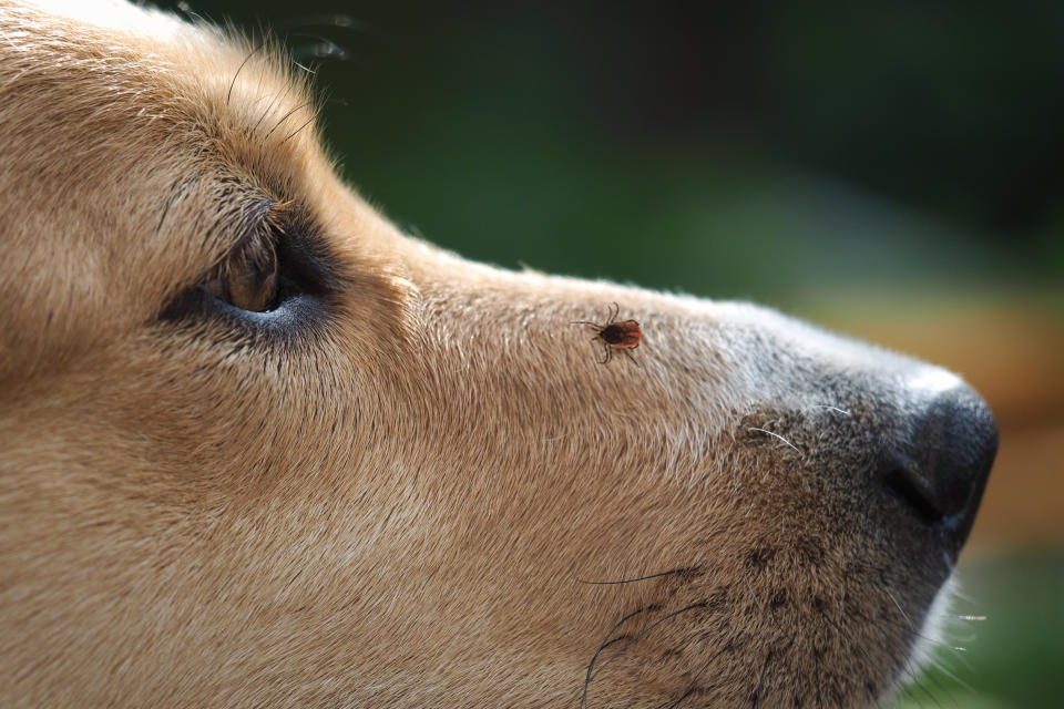 常帶狗狗到戶外活動的毛家長，除了事前做好防蟲措施，回家後也要記得多留意愛犬的身體狀況。示意圖：Getty Images