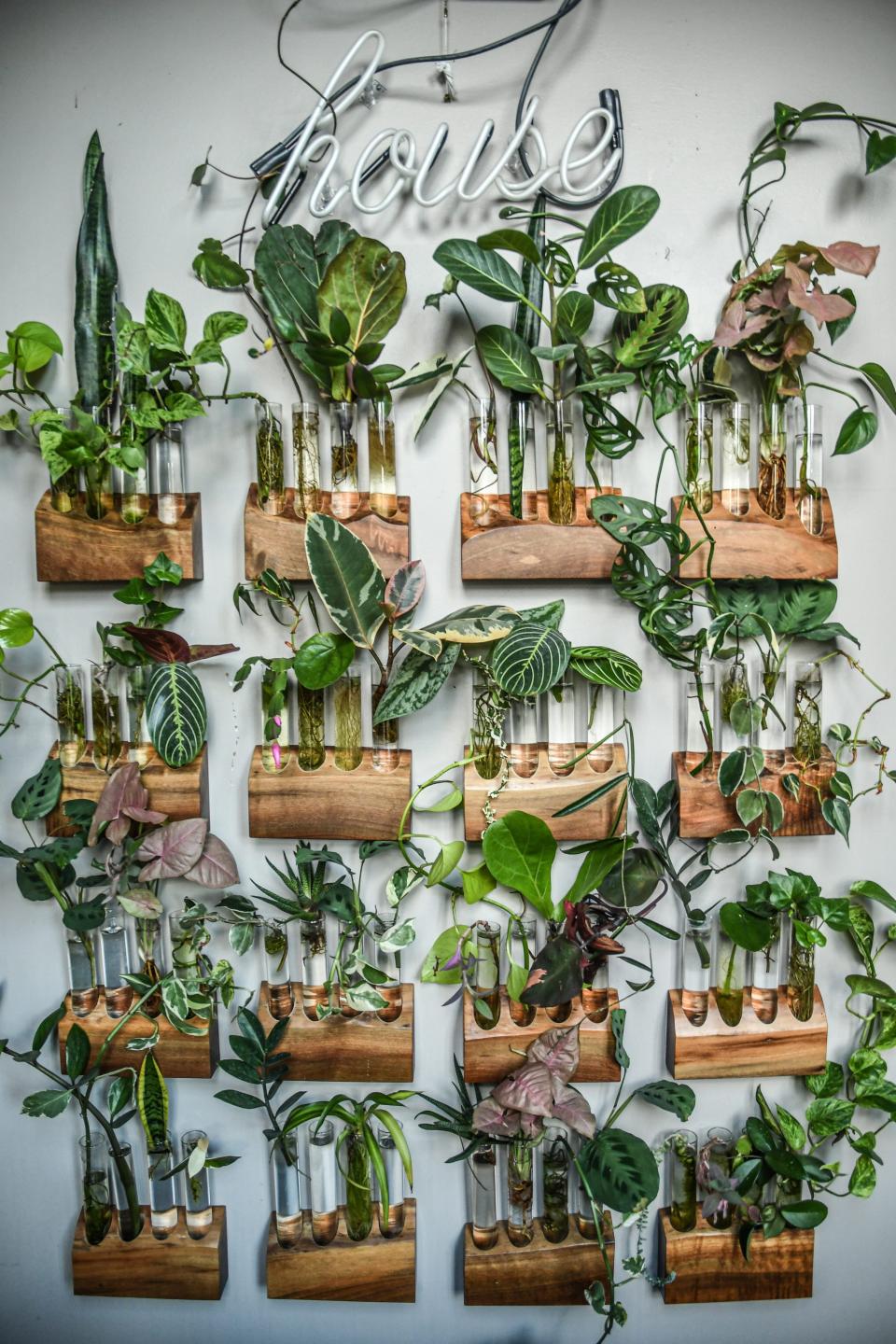 Terrarium indoor plants hang on a wall under an LED light that says "house."