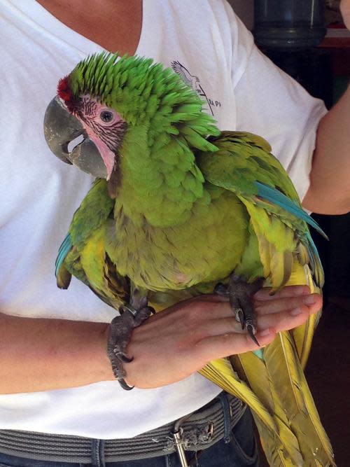 ARA Project macaw