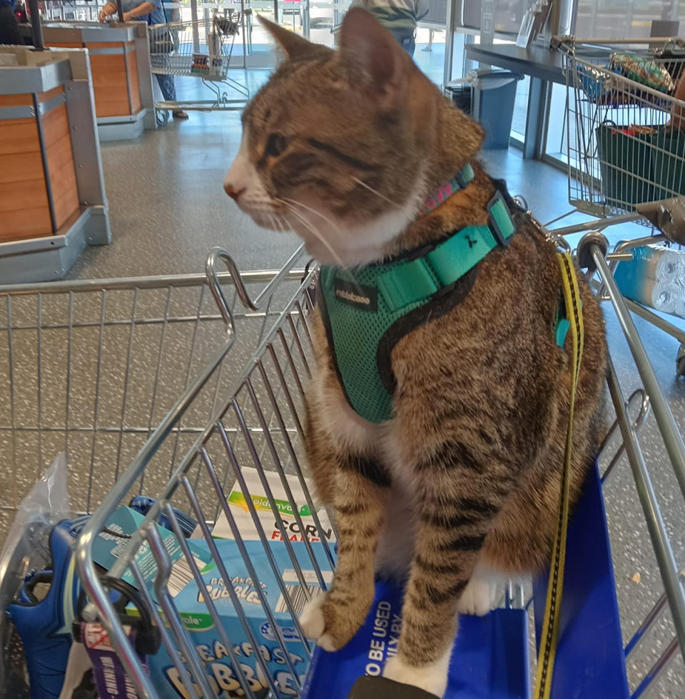 Aldi Customers Infuriated By Photo Of Assistance Cat In Trolley   716b70c0 C974 11ee B5bb 18740b37dea8