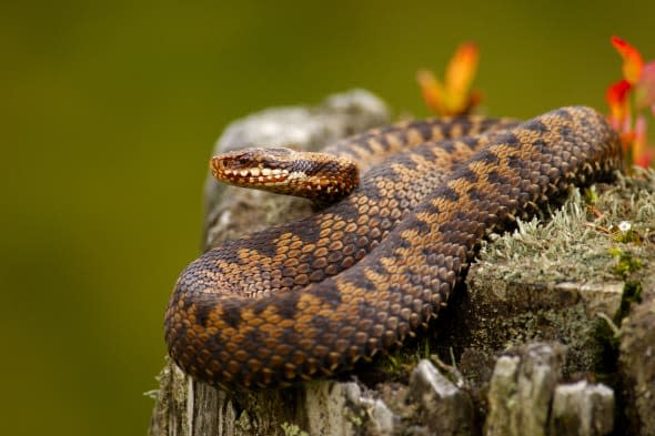 Snake attack in North Yorkshire@Erich Kuchling