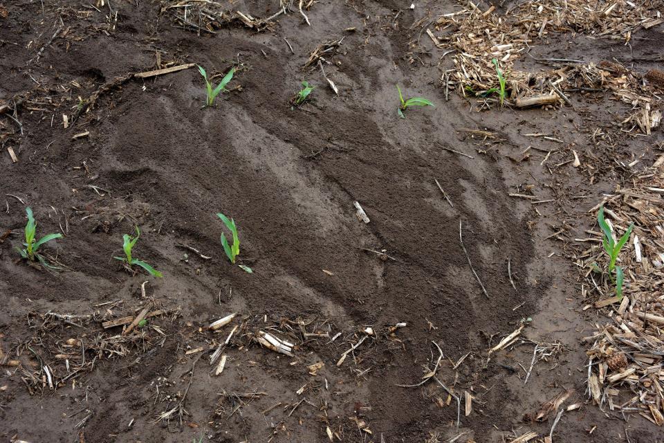 The darker colored dirt is loosened topsoil that has been pushed onto a compacted layer of topsoil in a corn field. This soil is evidence there has been erosion elsewhere in the field. Additionally, the removed topsoil will not be able to adequately provide nutrients for the plants and could even heat up the layers of dirt below during the summer months, damaging the crop.