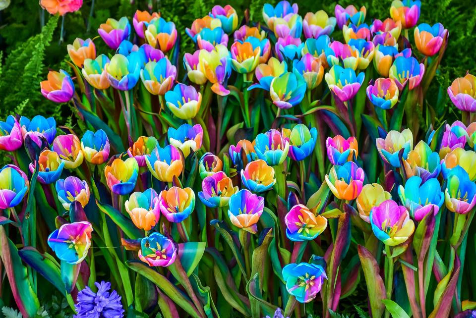 GettyImages-495329752-Rainbow Tulip