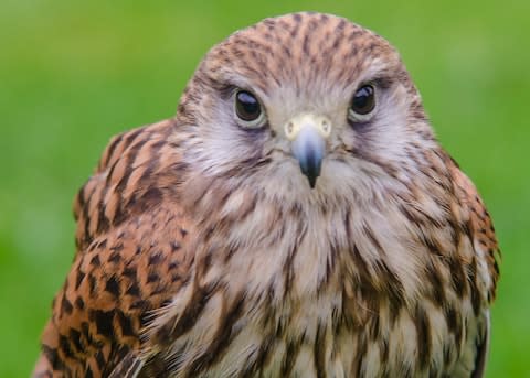 Bird of prey - Credit: John Dowling Falconry