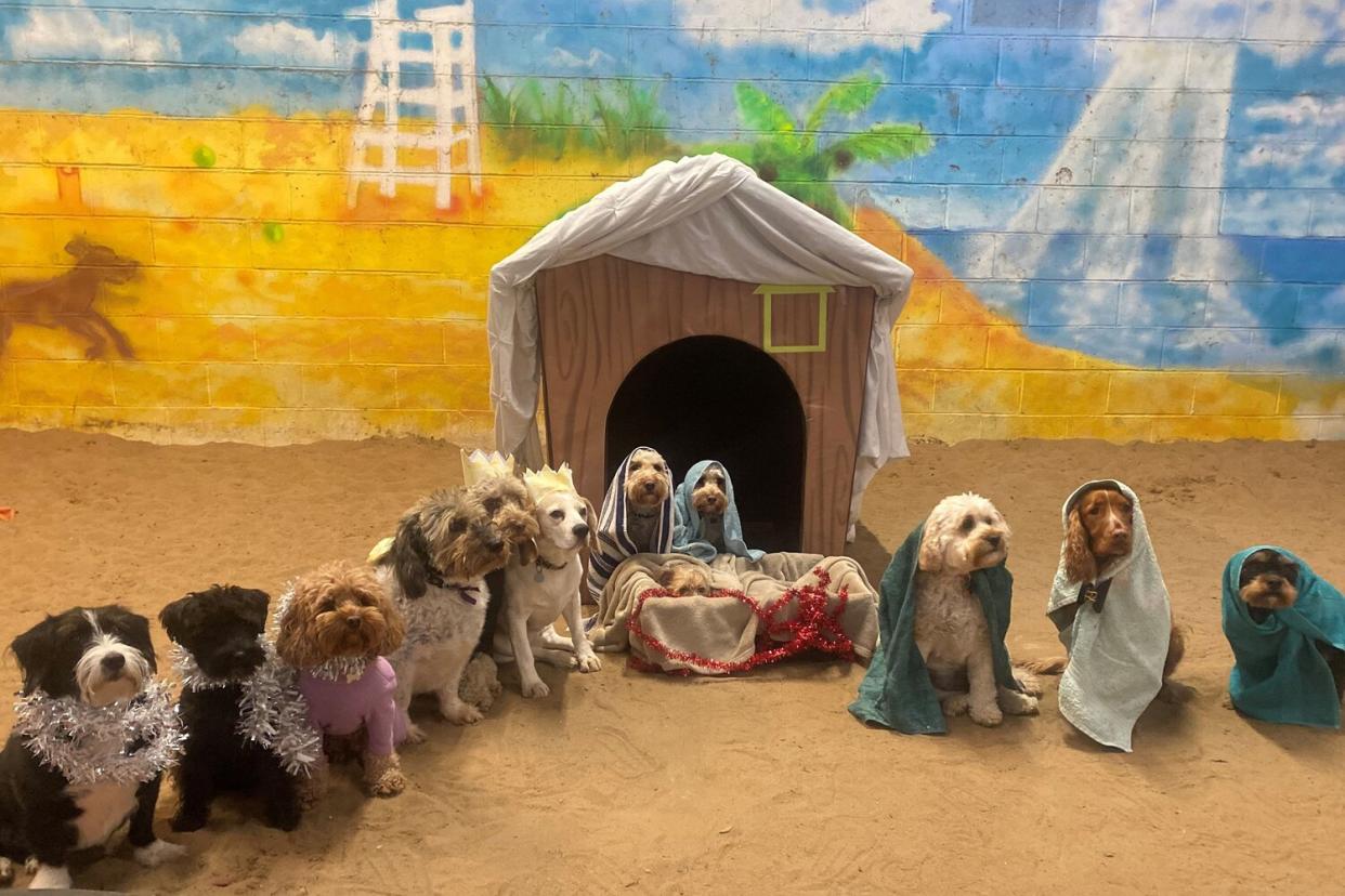 Doggy Daycare Recreates Nativity Scene with Canines