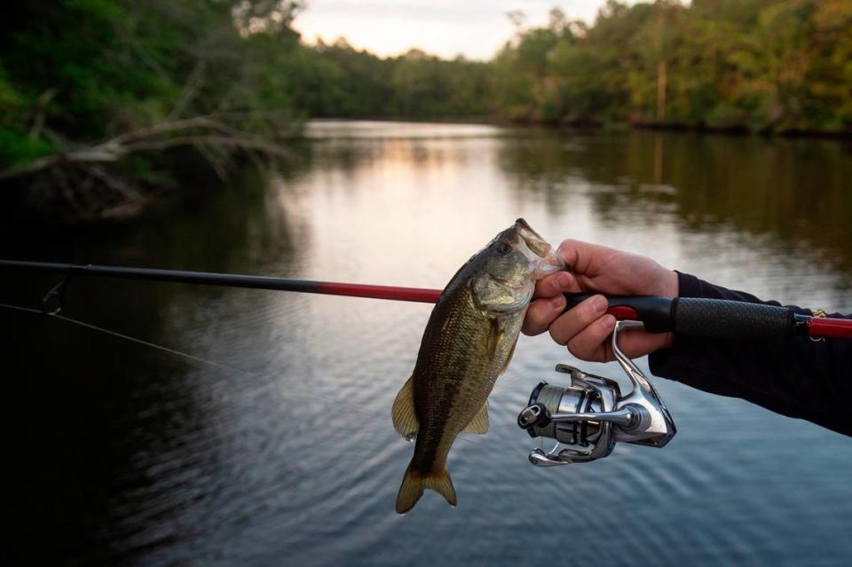 Cooper Rouse, a member of the D'Iberville Bass Fishing Team, holds a fish he caught while fishing on the Tchoutacabouffa River in D'Iberville on Monday, June 3, 2024.