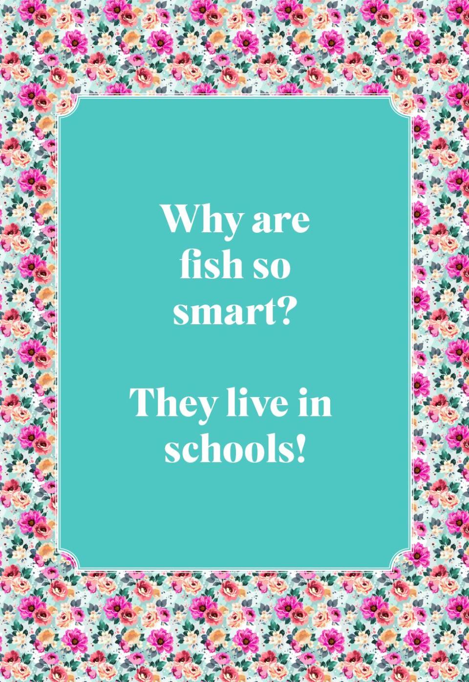 Why are fish so smart?