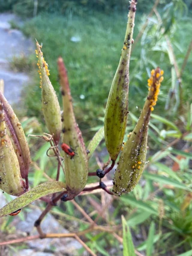 Some clusters were so thick they hid the green of the plant’s buds.