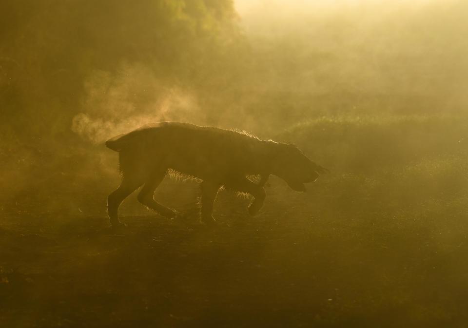 <strong>Second Place</strong><br />"Springer in the Mist"<br />Tarly, English springer spaniel, U.K.