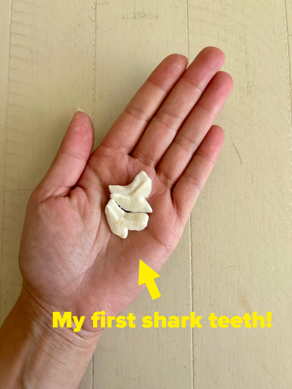 A hand holding two small, white shark teeth against a light-colored wooden background