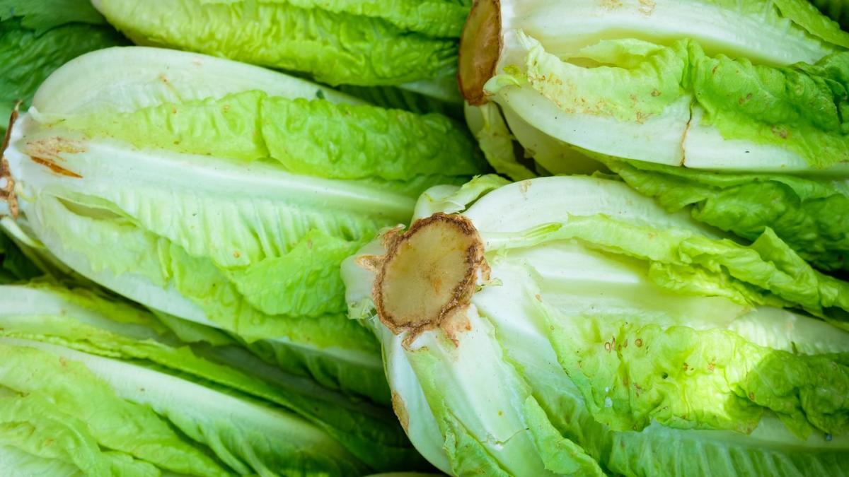 Is Lettuce Safe To Eat Once It Starts Turning Orange?