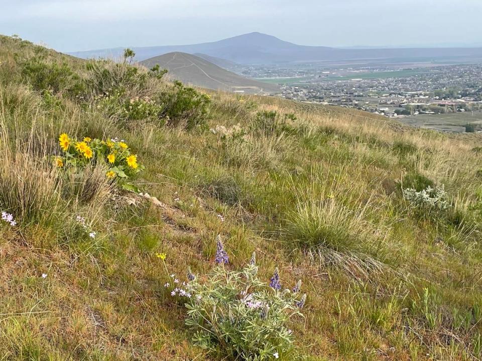 Sweeping views of West Richland, Candy Mountain and Rattlesnake Mountain in the distance can be seen from the Skyline Trail hike on Badger Mountain. Laurie Williams/Tri-City Herald