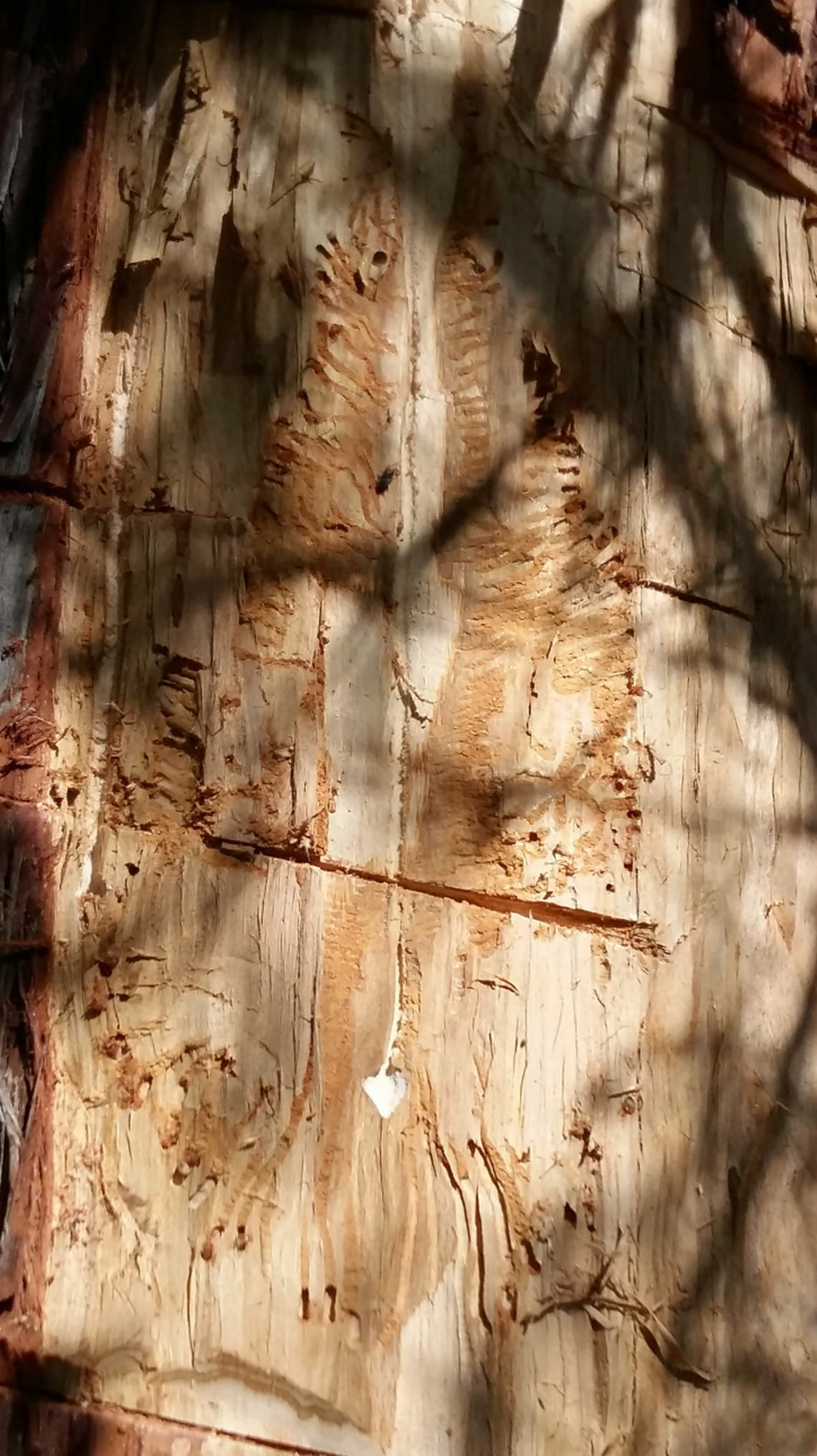 The bark of a Cupressus corneyana tree where the Corneyanus bark beetle lives. Photo from Knížek and Tshering (2024) ©Magnolia Press, reproduced with permission from the copyright holder