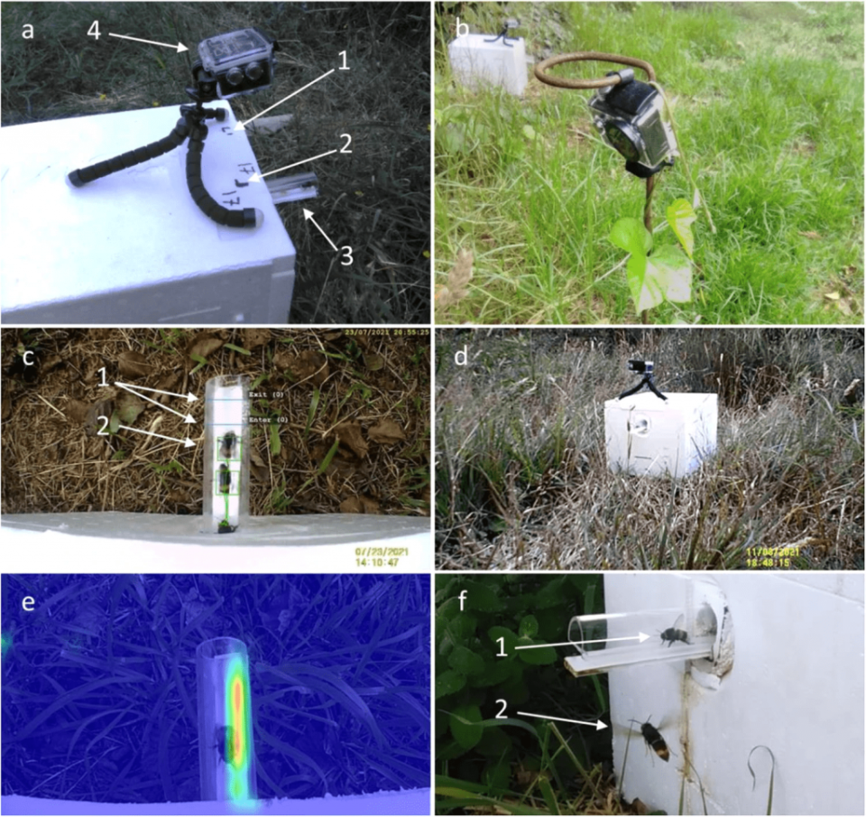 實驗性的蜂巢設置：箭頭指示（1）測距標記；（2）框架校準標記；（3）觀察入口；和（4）入口相機。b 外部相標設置於蜂巢1米處。c 入口相機的典型視角，展示了自動追踪大地蜂工蜂的功能。箭頭指示（1）數字化的入口和出口計數器；（2）AI輔助追踪鎖（框）和個別蜂蜜蜂的軌跡（線）。d 外部相機的視角展示了蜂巢的外部和周圍環境。e 熱圖詳細顯示了蜂蜜蜂穿越觀察入口所花費的時間（較短，藍色；較長，紅色），確認了最佳的追踪區域。f 兩種物種之間典型的互動，預示著捕食嘗試。箭頭表示（1）一隻採集蜂離開蜂巢；（2）一隻工蜂正在檢查蜂巢入口。（圖／Communications Biology）