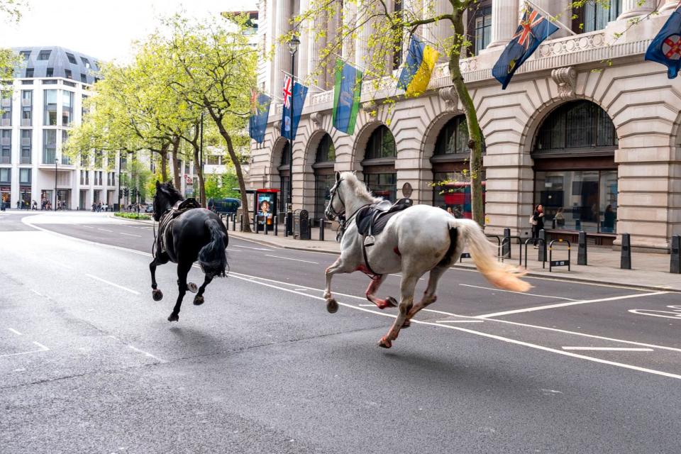 PHOTO: Two horses on the loose bolt through the streets of London near Aldwych, on April 24, 2024. (Jordan Pettitt/PA via AP)