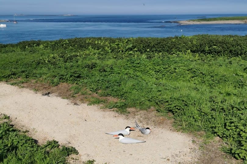 An Arctic tern nesting next to decoy terns on the Farne Islands
