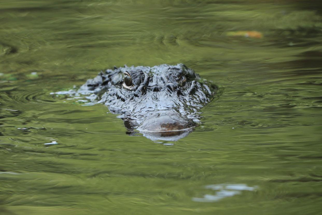 A Florida man heroically saved his puppy’s life as he pried it free from the jaws of an alligator. (Getty Images)