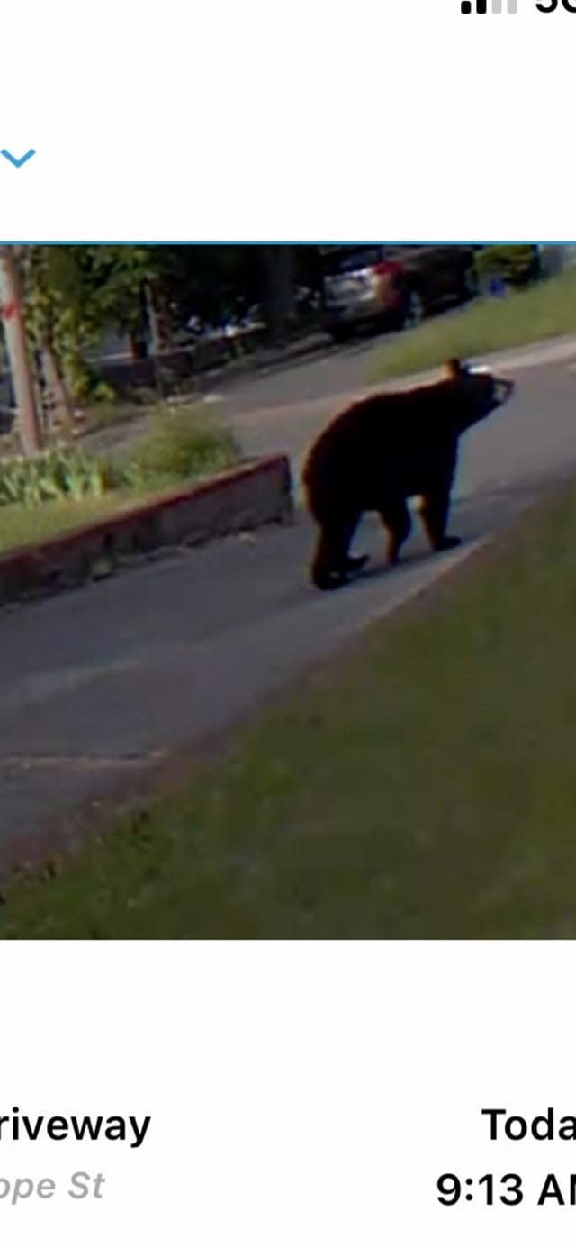 This surveillance photo capture caught a black bear cub walking up the driveway of the home of Deb Moore on Hope Street in Taunton on the morning of May 18, 2023.