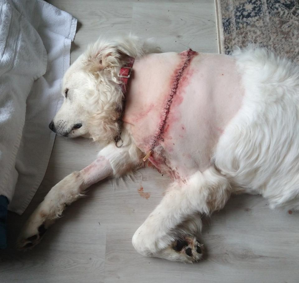 It took more than 100 sutures and staples to close the 18-inch gash on Great Pyrenees Elsa, grabbed and dragged into a Morse Shores canal by an alligator in September.